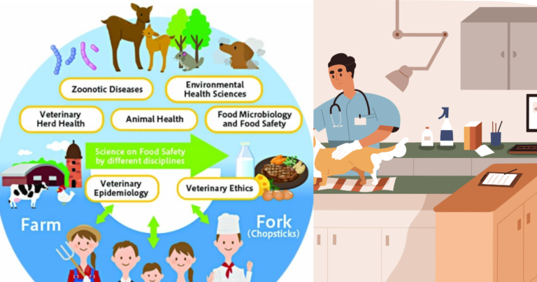 role of veterinarian