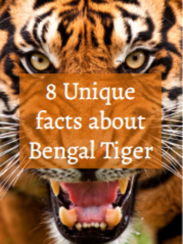 bengal tiger