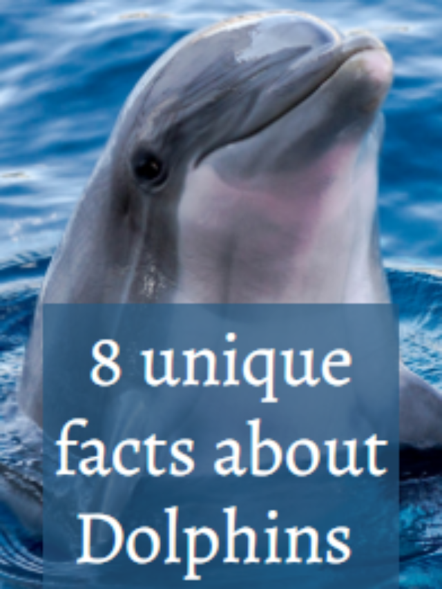 8 unique facts about dolphins