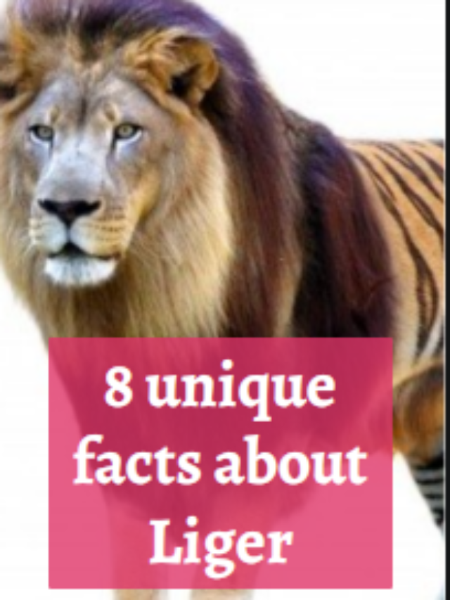 8 unique facts about liger