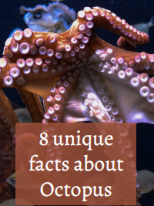 8 unique facts about octopus