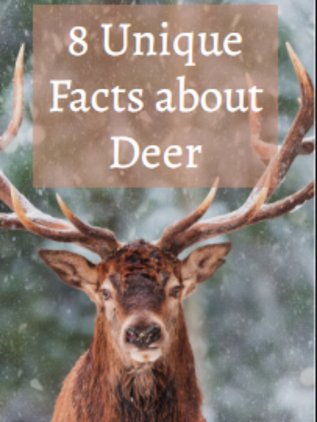 8 unique facts about deer